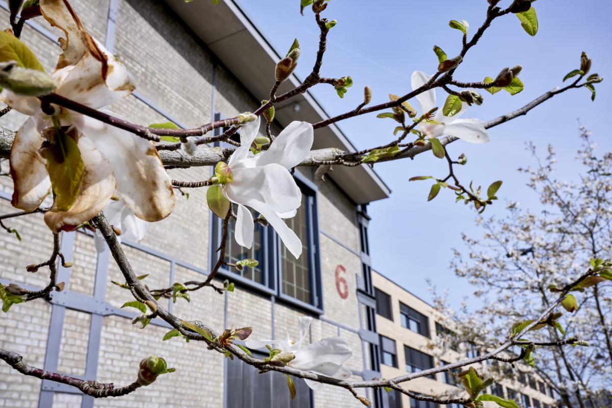 Blühender Baum vor Universitätsgebäude
